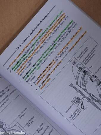 Anatomie und Physiologie für Dummies