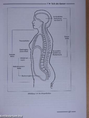 Anatomie und Physiologie für Dummies