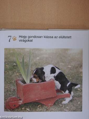 Miért tartsunk kutyát?