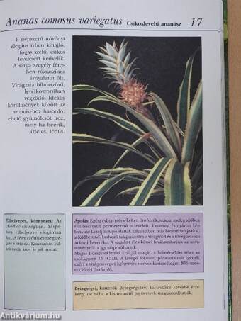 Kedvenc növényeink