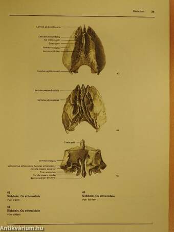 Atlas der Anatomie des Menschen I-III.