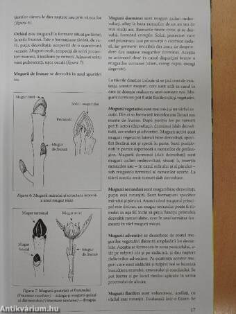 Lucrarile de taiere de la A la Z