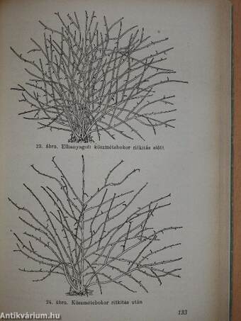 Gyümölcstermesztés a házi és háztáji kertekben