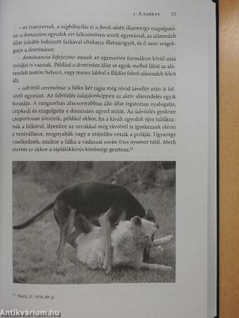 A kutyák szőrös gyerekek