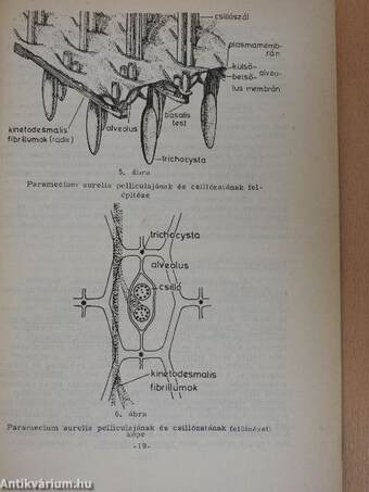 Összehasonlító anatómia (Boncolási gyakorlatok) I.