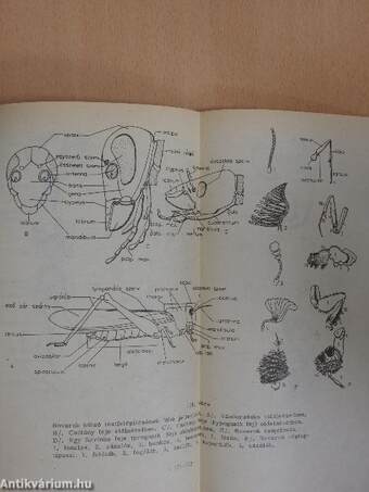 Összehasonlító anatómia (Boncolási gyakorlatok) I.