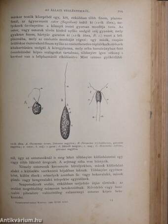 Természettudományi Közlöny 1886. (nem teljes évfolyam)