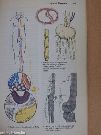 Color Atlas and Textbook of Human Anatomy 2.