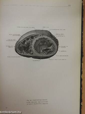 Az ember anatómiájának atlasza 2. (töredék)
