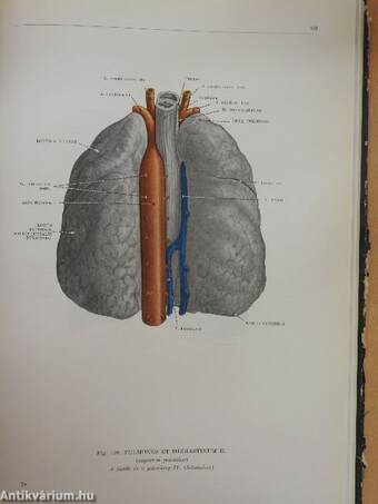 Az ember anatómiájának atlasza 2. (töredék)
