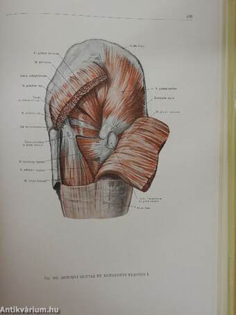 Az ember anatómiájának atlasza I. (töredék)