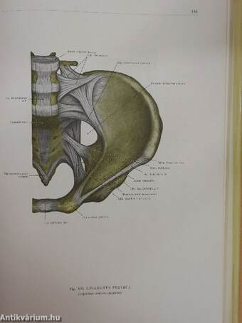 Az ember anatómiájának atlasza I. (töredék)