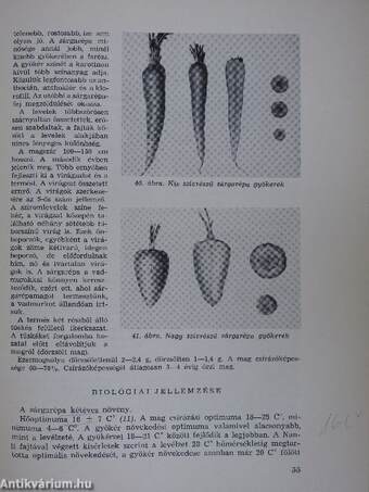 Zöldségtermesztés 2.