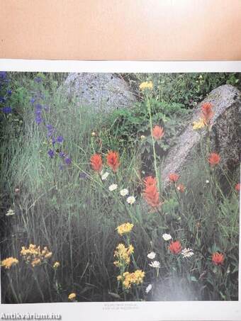 Wild & Scenic California