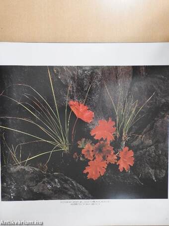 Wild & Scenic California