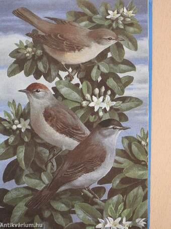 The Ladybird Book of Garden Birds