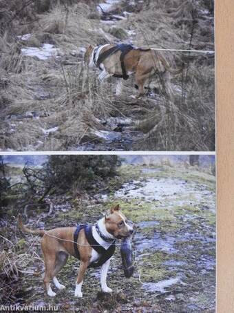 Családtagunk az Amerikai Staffordshire Terrier