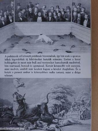 Családtagunk az Amerikai Staffordshire Terrier