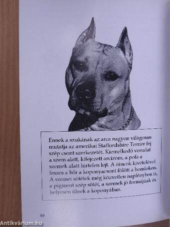 Családtagunk az Amerikai Staffordshire Terrier