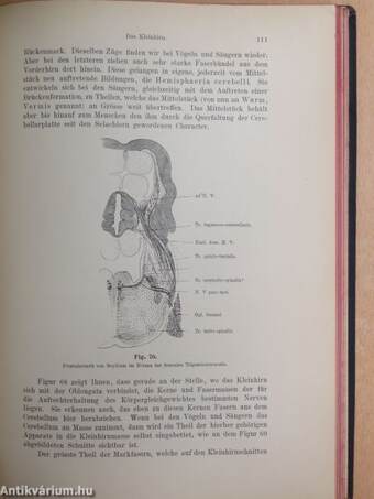 Vorlesungen über den Bau der Nervösen Zentralorgane des Menschen und der Tiere 2.