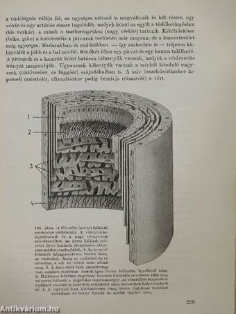 Az emberi test I-II.