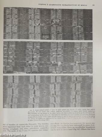 Skeletal Muscle