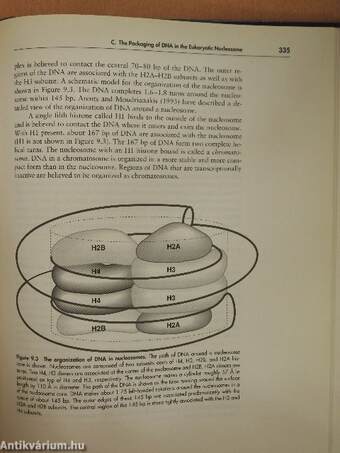 DNA Structure and Function