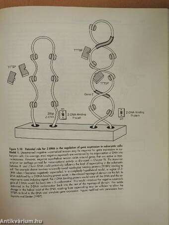 DNA Structure and Function