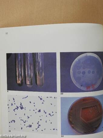 An Atlas of Medical Microbiology