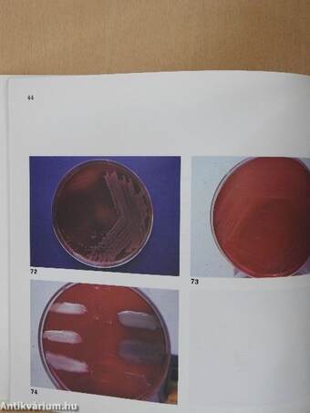 An Atlas of Medical Microbiology