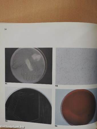 An Atlas of Medical Microbiology