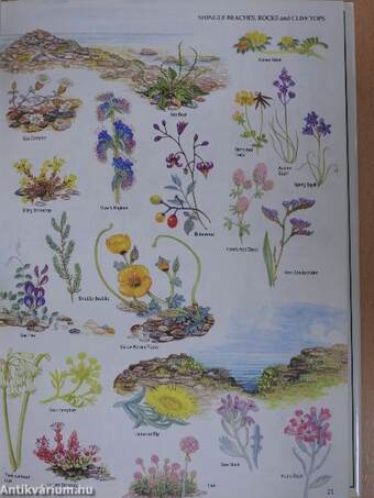 Marjorie Blamey's Wild Flowers by Colour