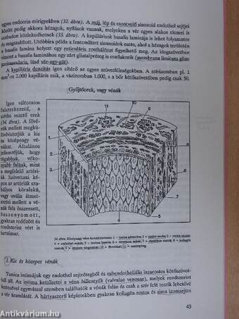 A vér- és nyirokkeringés szervrendszere