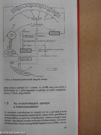 Antikoaguláns kezelés - fibrinolitikus therapia