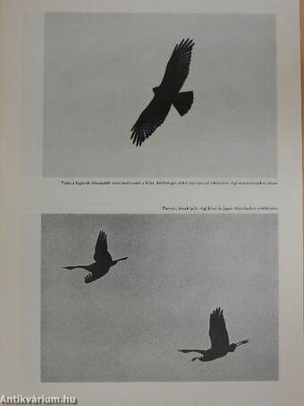 Fotó 1982. január-december