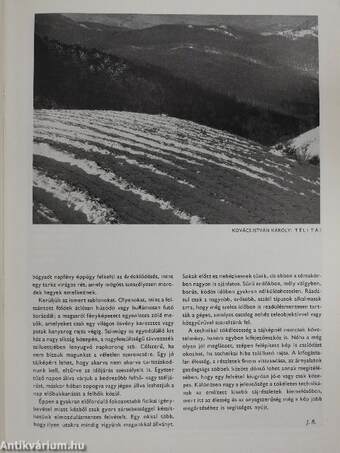 Fotó 1981. január-december