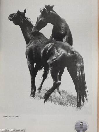 Fotó 1976. január-december