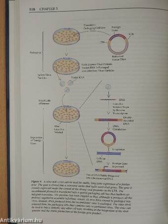 Introduction to Molecular Medicine