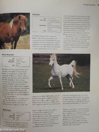 Encyclopedia of the Horse