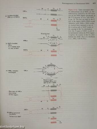 Molecular Cell Biology