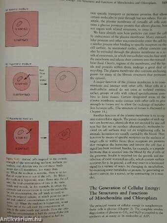 Molecular Cell Biology