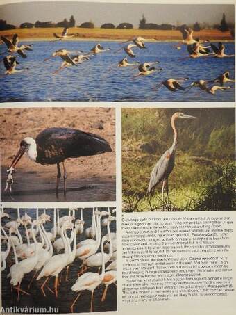 Birds of Southern Africa