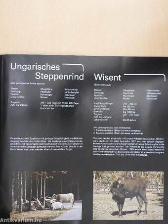 Safari- Und Abenteuerpark Gänserndorf