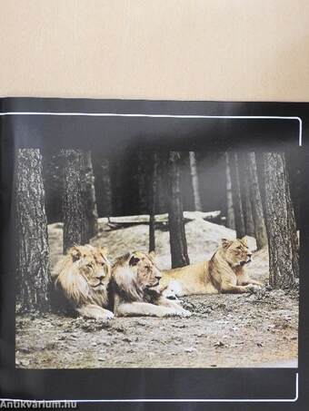 Safari- Und Abenteuerpark Gänserndorf