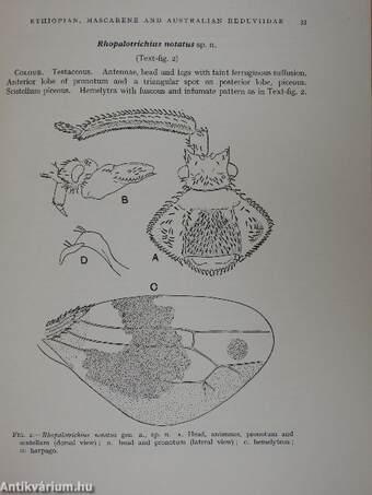 New Genera and Species of Ethiopian, Mascarene and Australian Reduviidae (Hemiptera-Heteroptera) in the British Museum (N.H.), London