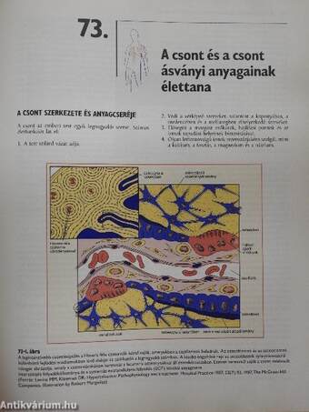 Cecil - A belgyógyászat lényege