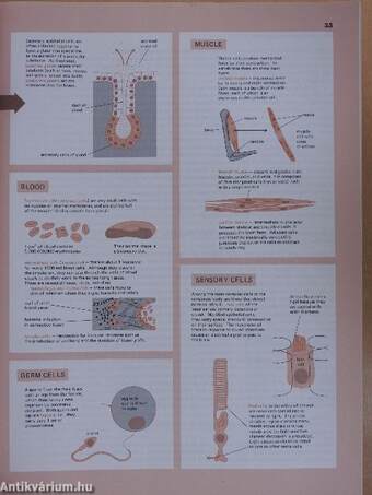 Molecular Biology of the Cell