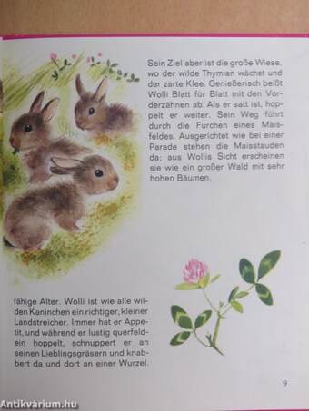 Wolli, das Kaninchen