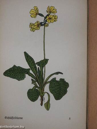 Das kleine Blumenbuch (gótbetűs)