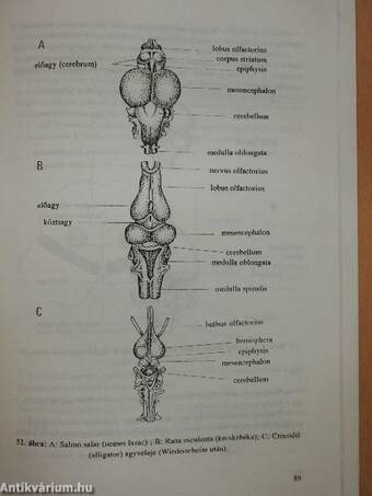Az idegrendszer összehasonlító anatómiája